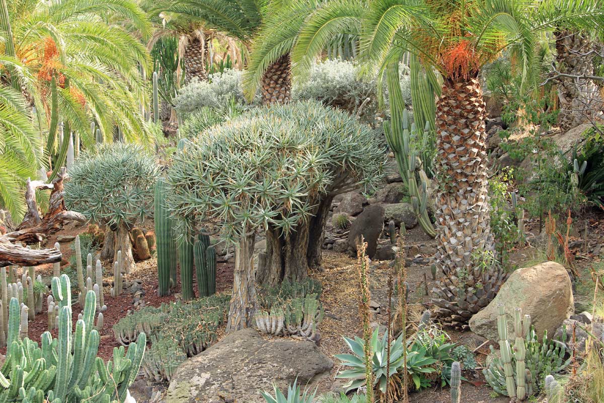 GIARDIN DE CACTUS di Gran Canaria